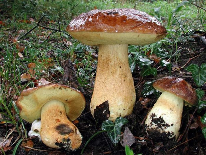 15 g Fresh Cep Porcini BOLETE Mycelium Leccinum lepidum Buy Mushroom Spawn Seeds Spores Free eBook image 5