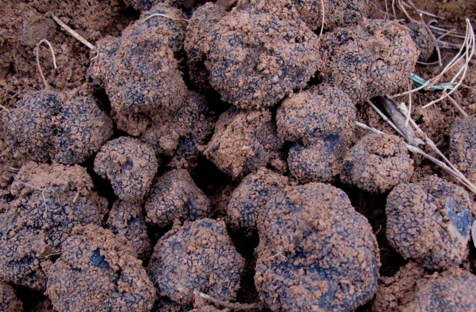 10 G Fresh CHINESE BLACK TRUFFLE Mycelium Tuber Indicum Etsy