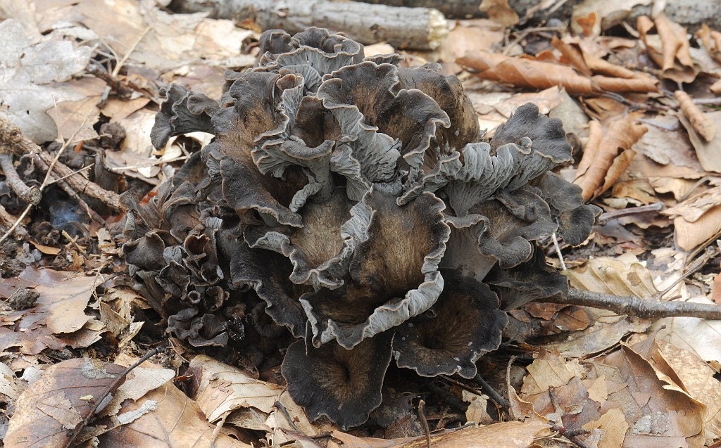 15 g frais CHANTERELLE CENDRÉE mycélium Cantharellus cinereus Etsy