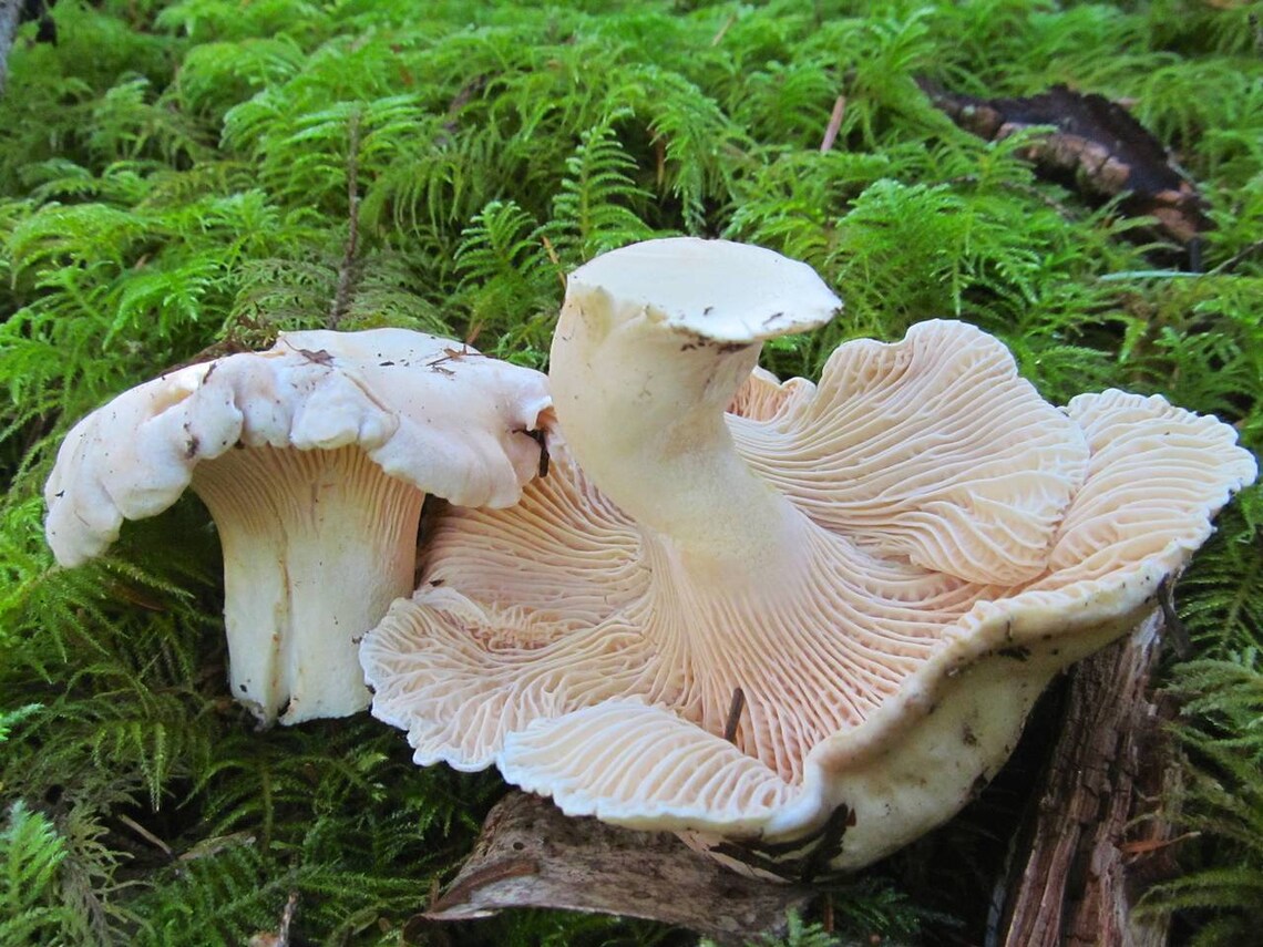 15 g Fresh WHITE CHANTERELLE Mycelium Cantharellus subalbidus Etsy