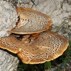 30 Fresh Polyporus squamosus DRYADS SADDLE Mushroom Dowels Plugs Buy Mushroom Spawn Spores eBook image 3