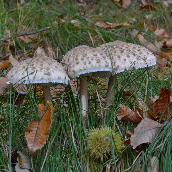 30 g Frische Makrolepiota procera Mycelium PARASOL Pilz Spawn Sporen Samen + Gratis eBook