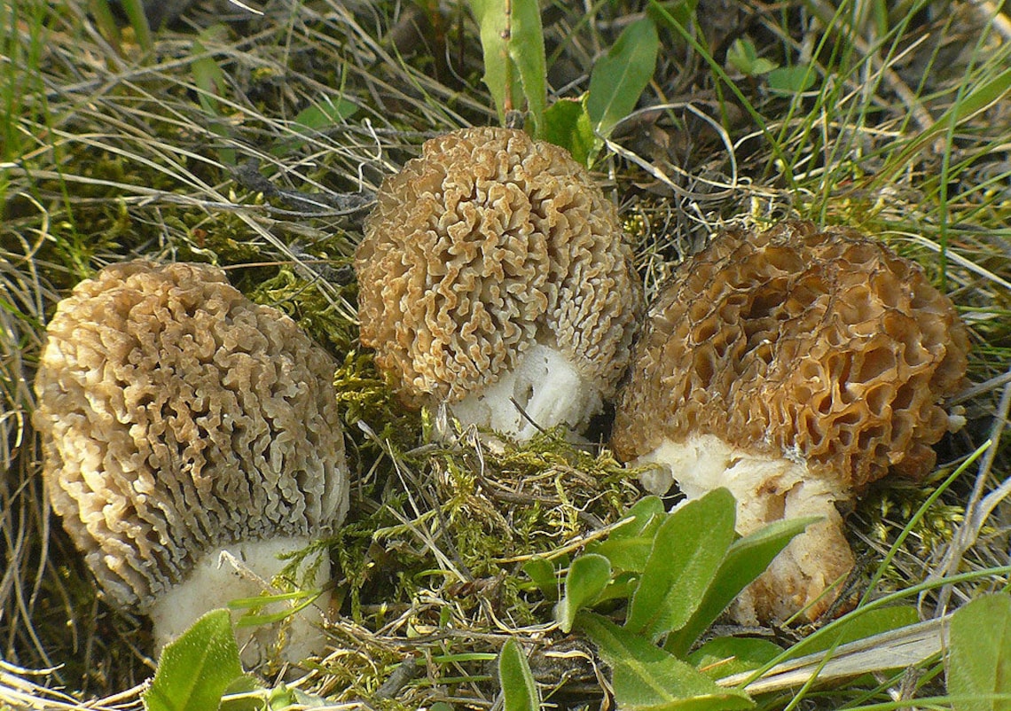 15 G Fresh YELLOW MOREL Morchella Steppicola Mycelium Mushroom Etsy