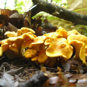 15 g Fresh YELLOW CHANTERELLE Mycelium Cantharellus cibarius Buy Mushroom Spawn Seeds Spores eBook image 3