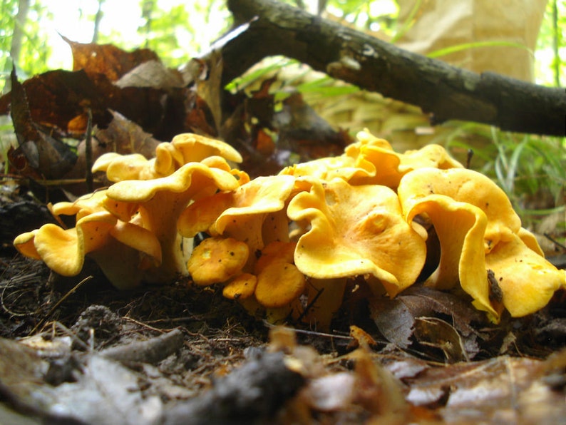 15 g Fresh YELLOW CHANTERELLE Mycelium Cantharellus cibarius Buy Mushroom Spawn Seeds Spores eBook image 3