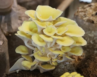 10 g Fresh Pleurotus citrinopileatus GOLDEN OYSTER Mycelium Buy Mushroom Spawn Spores Seeds + Free eBook