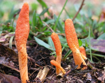 10 g Fresh CORDYCEPS MILITARIS Mycelium Caterpillar Killer Mushroom Spawn Spores Seeds + Free eBook