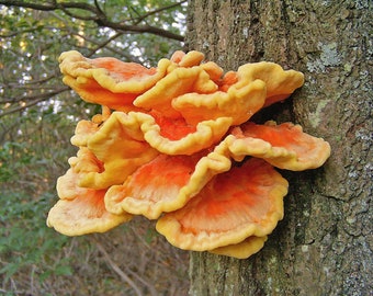 30 Fresh CHICKEN of the WOODS Laetiporus sulphureus Mushroom Dowels Plugs Buy Mushroom Spawn Spores + eBook