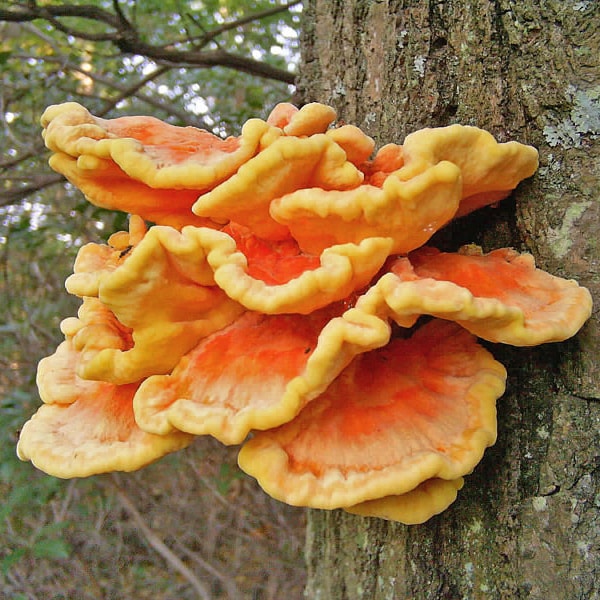 30 frischeS HUHN des WALDes Laetiporus sulphureus Pilze Plugs Pilze Sporen Kaufen Pilze Sporen + eBook