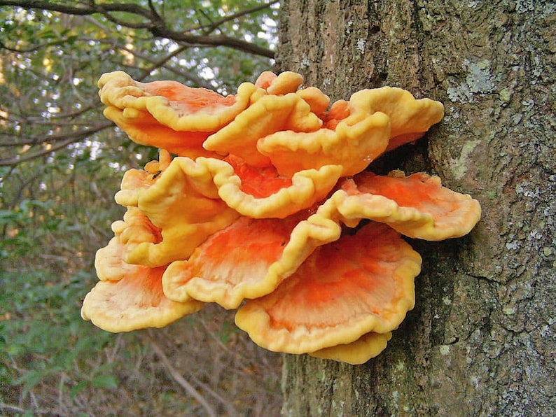30 Fresh CHICKEN of the WOODS Laetiporus sulphureus Mushroom Dowels Plugs Buy Mushroom Spawn Spores eBook image 1