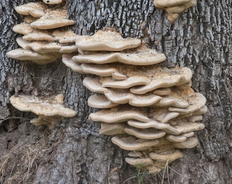30 Fresh Trametes robiniophila HUAIER Mushroom Dowels Plugs Buy Mushroom Spawn Spores + eBook