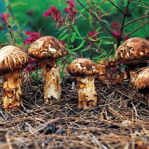 10 g Fresh Tricholoma MATSUTAKE Mycelium Buy Mushroom Spawn Seeds Spores Free eBook image 5
