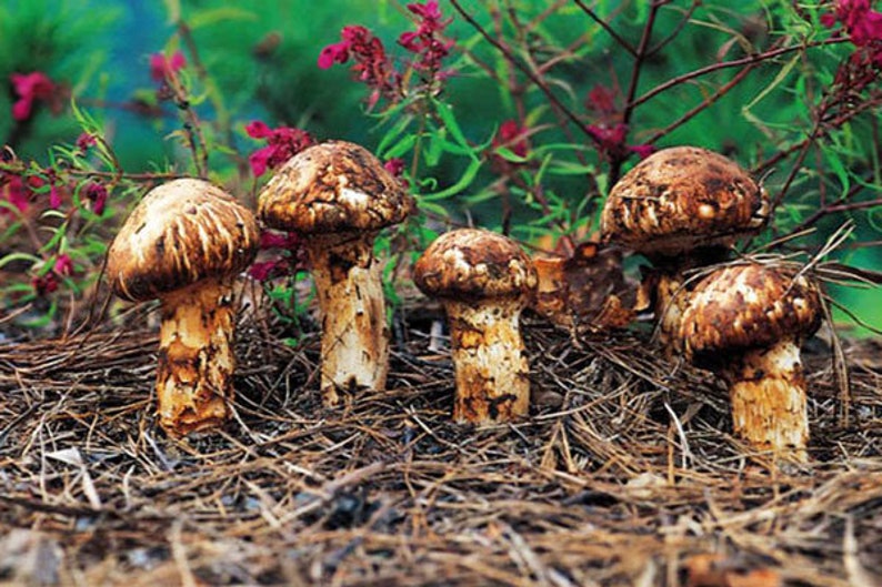 10 g Fresh Tricholoma MATSUTAKE Mycelium Buy Mushroom ...