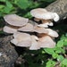 see more listings in the Mushroom spores spawn section