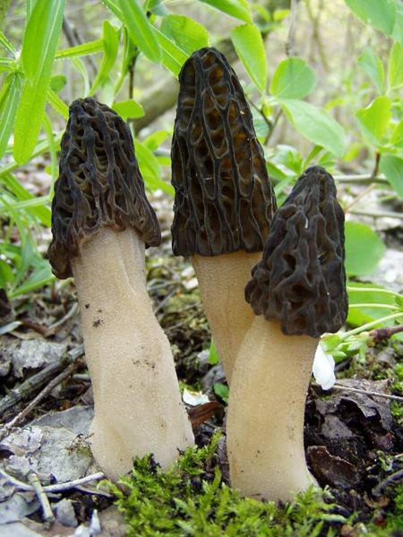 30 G Fresh BLACK MOREL Morchella Elata Mycelium Buy Mushroom Etsy