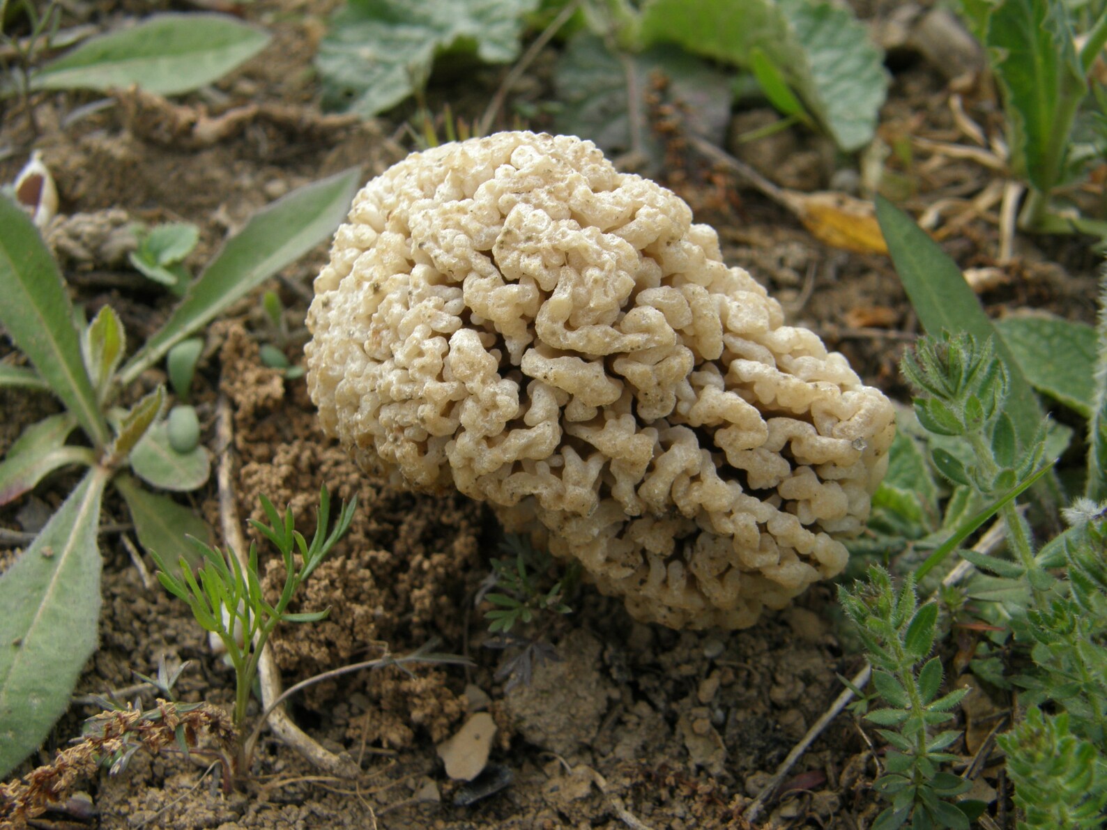 15 G Fresh YELLOW MOREL Morchella Steppicola Mycelium Mushroom Etsy