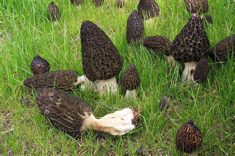 15 G Fresh LANDSCAPE BLACK MOREL Morchella Importuna Mycelium Etsy