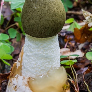 15 g Fresh Phallus impudicus Mycelium COMMON STINKHORN Mushroom Spawn Seeds Spores Free eBook image 1