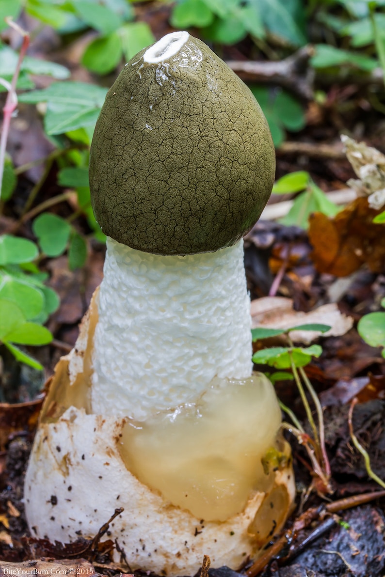 15 g Fresh Phallus impudicus Mycelium COMMON STINKHORN Mushroom Spawn Seeds Spores Free eBook image 1