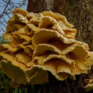 30 Fresh CHICKEN of the WOODS Laetiporus sulphureus Mushroom Dowels Plugs Buy Mushroom Spawn Spores eBook image 4