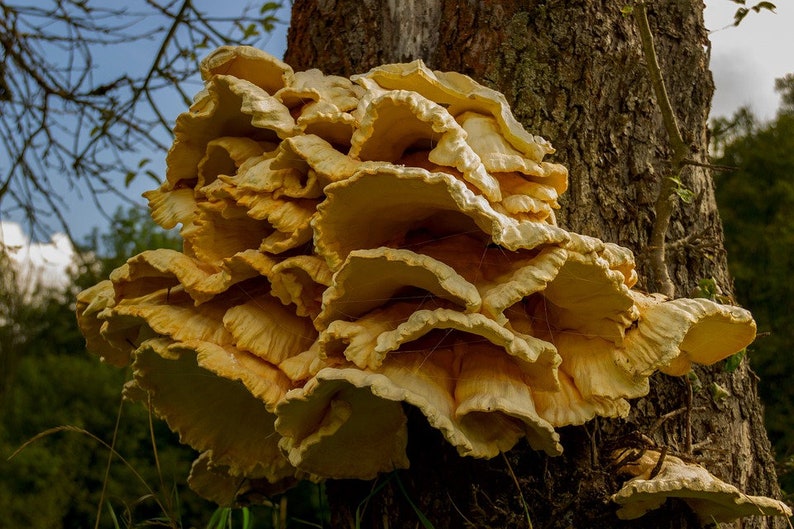30 Fresh CHICKEN of the WOODS Laetiporus sulphureus Mushroom Dowels Plugs Buy Mushroom Spawn Spores eBook image 4