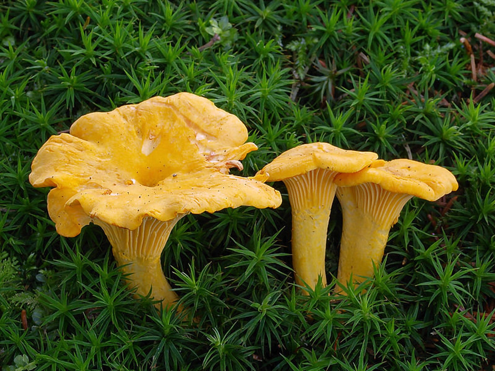100 g Fresh YELLOW CHANTERELLE Cantharellus cibarius Mycelium Etsy