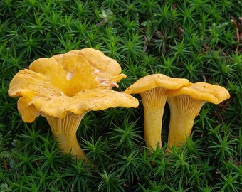 100 g Fresh YELLOW CHANTERELLE Cantharellus cibarius Mycelium Buy Mushroom Spawn Seeds Spores + eBook