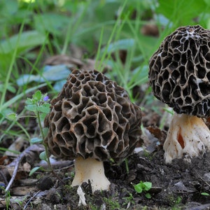 15 g Fresh BLACK MOREL Mycelium Morchella umbrina Mushroom Spawn Spores Seeds + Free eBook