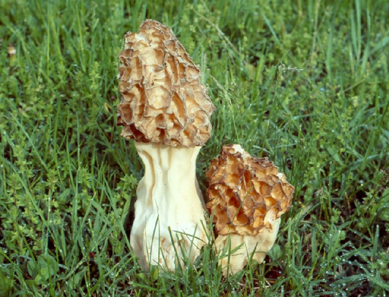 30 G Fresh BIGFOOT MOREL Mycelium Morchella Crassipes Mushroom Etsy UK