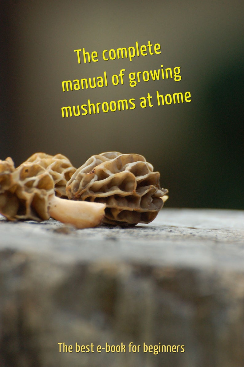 100 g Fresh CEP PORCINI Boletus edulis Mycelium Buy Mushroom Spawn Seeds Spores eBook image 6