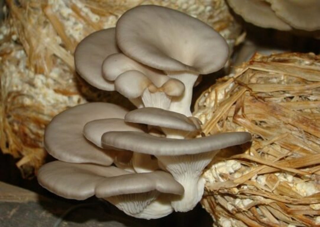 Buy Pleurotus Mushroom Buy Sajor-caju Seeds Spawn Free GREY India G OYSTER Fresh 10 Online Spores - in Ebook Etsy Mycelium