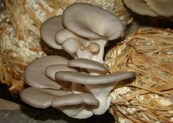 Spores Spawn Pleurotus Mushroom Etsy Israel Ebook Seeds Free GREY Mycelium OYSTER Sajor-caju Fresh G 10 - Buy