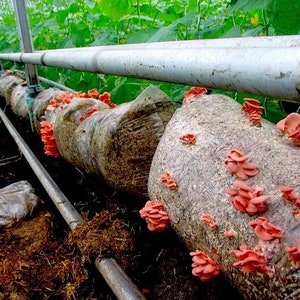 30 Fresh Pleurotus djamor PINK OYSTER Mushroom Dowels Plugs Buy Mushroom Spawn Spores + eBook