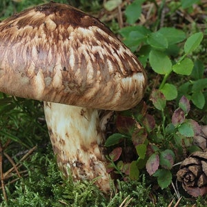 10 g Fresh Tricholoma MATSUTAKE Mycelium Buy Mushroom Spawn Seeds Spores Free eBook image 4