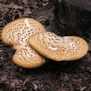 30 Fresh Polyporus squamosus DRYADS SADDLE Mushroom Dowels Plugs Buy Mushroom Spawn Spores eBook image 2