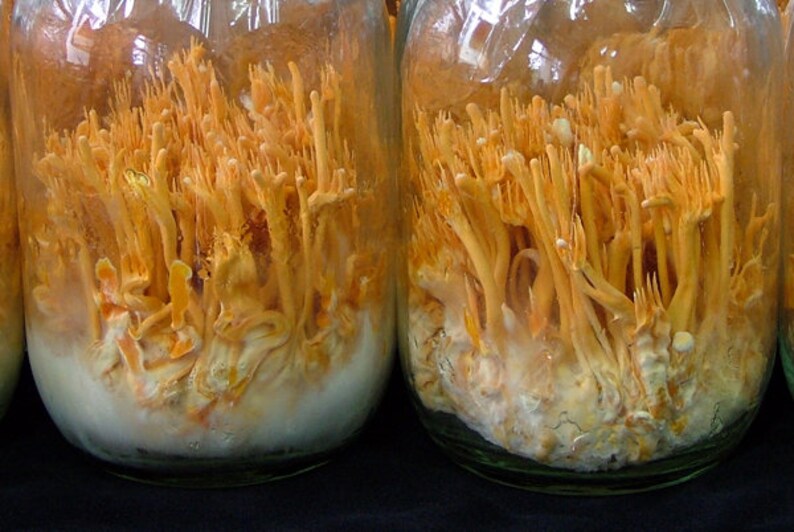 10 g Fresh CORDYCEPS MILITARIS Mycelium Caterpillar Killer | Etsy