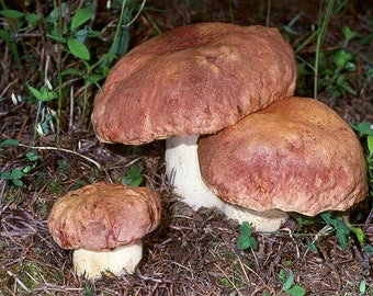 15 g Fresh SPRING KING BOLETE Cep Porcini Boletus rex-veris Mycelium Buy Mushroom Spawn Seeds Spores + eBook