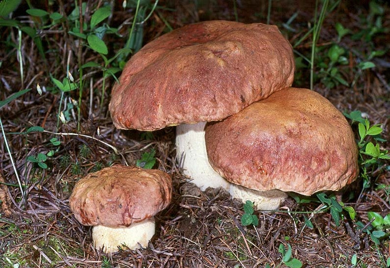 15 G Fresh SPRING KING BOLETE Cep Porcini Boletus Rexveris Etsy