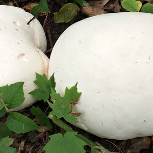 25 g Fresh Calvatia gigantea Mycelium Buy GIANT PUFFBALL Mushroom Spawn Spores Seeds Free eBook image 2