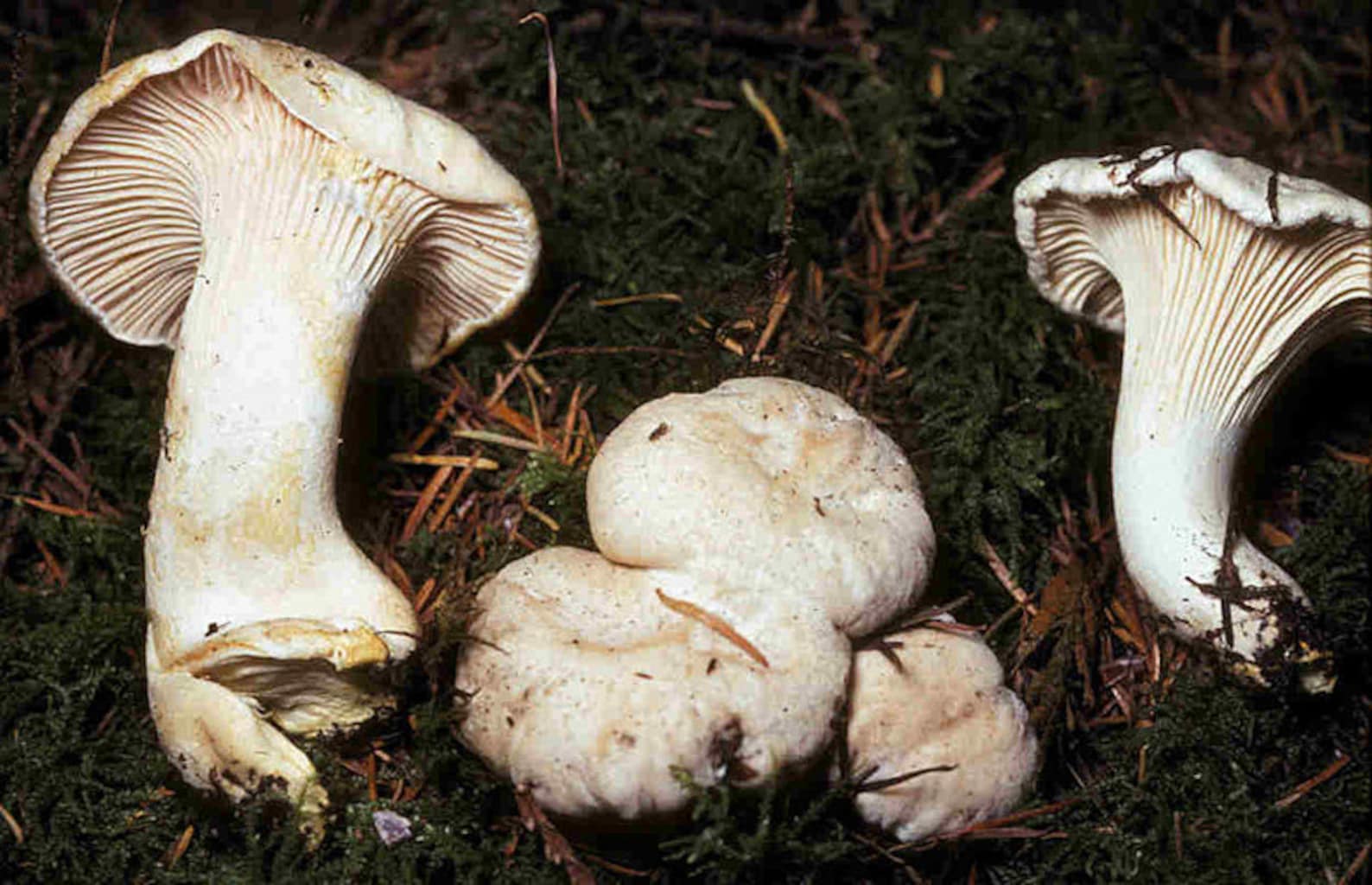 15 G Fresh WHITE CHANTERELLE Mycelium Cantharellus Subalbidus Etsy