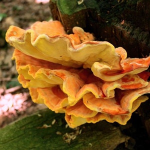 30 Fresh CHICKEN of the WOODS Laetiporus sulphureus Mushroom Dowels Plugs Buy Mushroom Spawn Spores eBook image 2