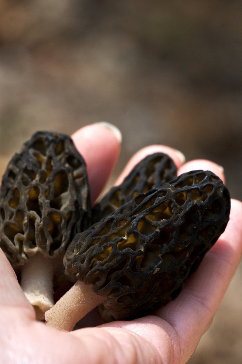 100 G Fresh Morchella Conica BLACK MOREL Mycelium Buy Mushroom Etsy