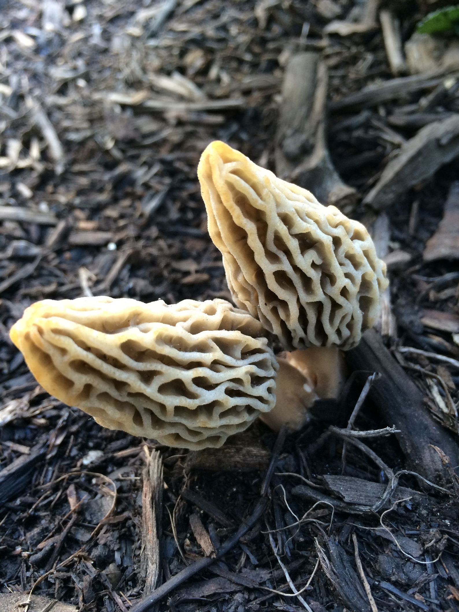 25 g Fresh WHITE MOREL Morchella deliciosa Mycelium Buy Etsy