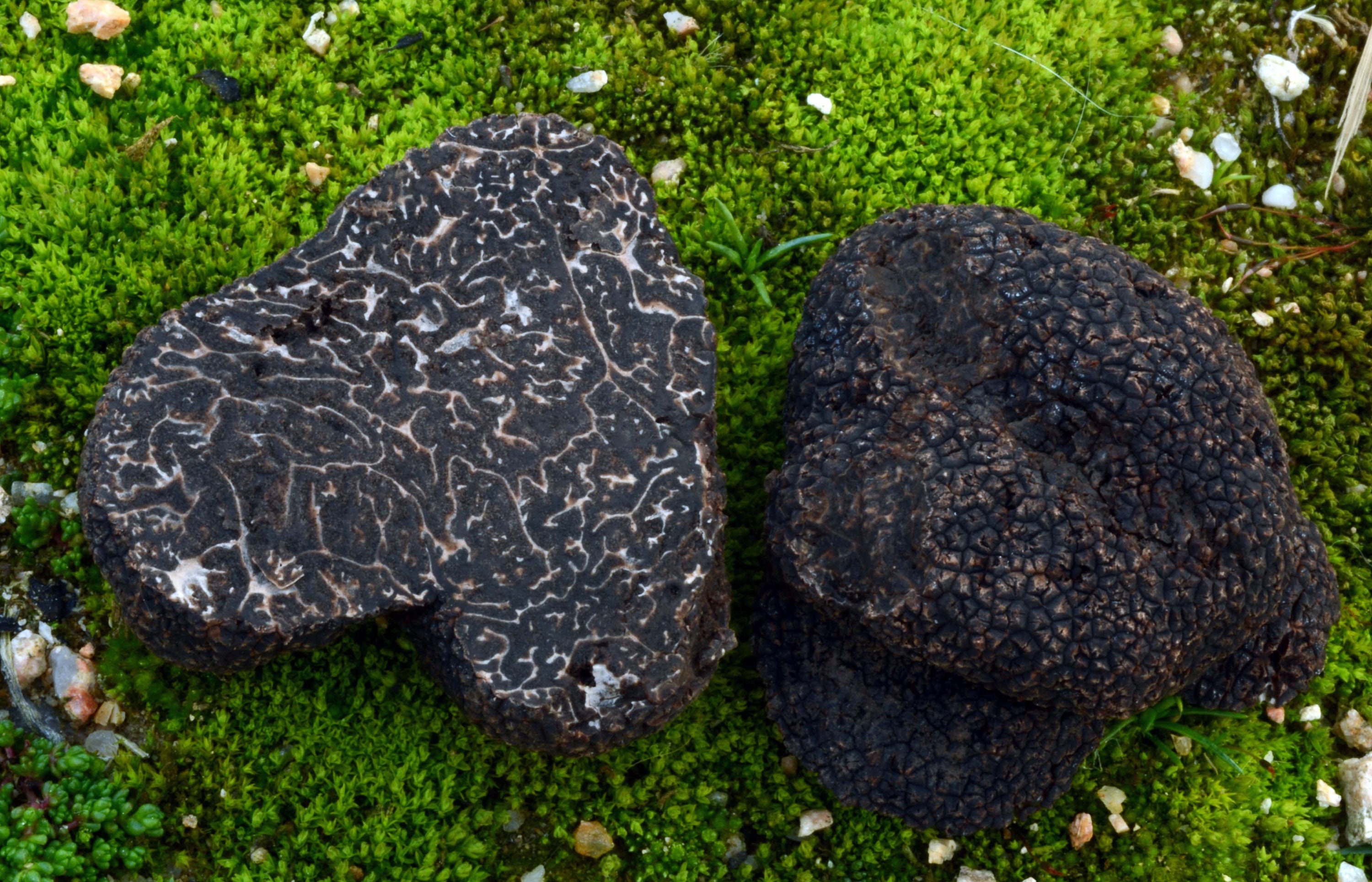 Tuber melanosporum трюфель. Перигорский трюфель. Трюфель (грибы). Перигорский трюфель. Гриб черный трюфель.