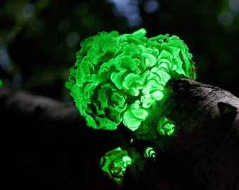 30 Fresh Bioluminescent Glowing BITTER OYSTER Panellus stipticus Buy Mushroom Dowels Plugs Spawn Spores + eBook