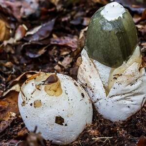 15 g Fresh Phallus impudicus Mycelium COMMON STINKHORN Mushroom Spawn Seeds Spores Free eBook image 4