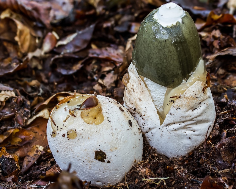 15 g Fresh Phallus impudicus Mycelium COMMON STINKHORN Mushroom Spawn Seeds Spores Free eBook image 4