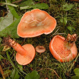 15 g Fresh BLOODY MILKCAP Lactarius sanguifluus Mycelium Buy Mushroom Spawn Spores Seeds Free eBook image 1
