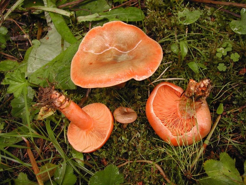 15 g Fresh BLOODY MILKCAP Lactarius sanguifluus Mycelium Buy Mushroom Spawn Spores Seeds Free eBook image 1