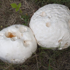 25 g Fresh Calvatia gigantea Mycelium Buy GIANT PUFFBALL Mushroom Spawn Spores Seeds Free eBook image 1